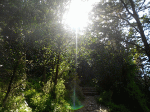 5. Following The Light