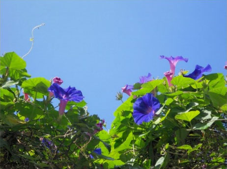 Morning Glorious Morning