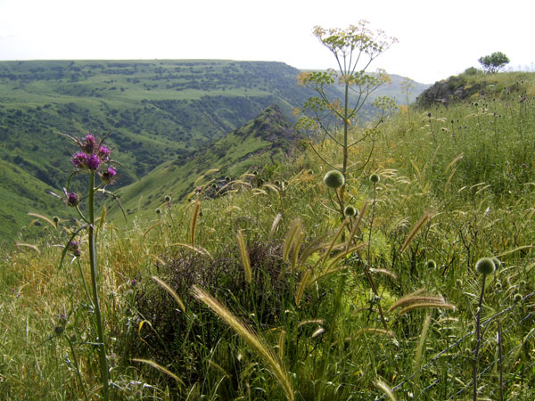 Gamla - Israel