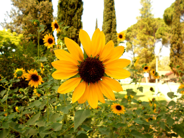 Sunflower - Beautiful
