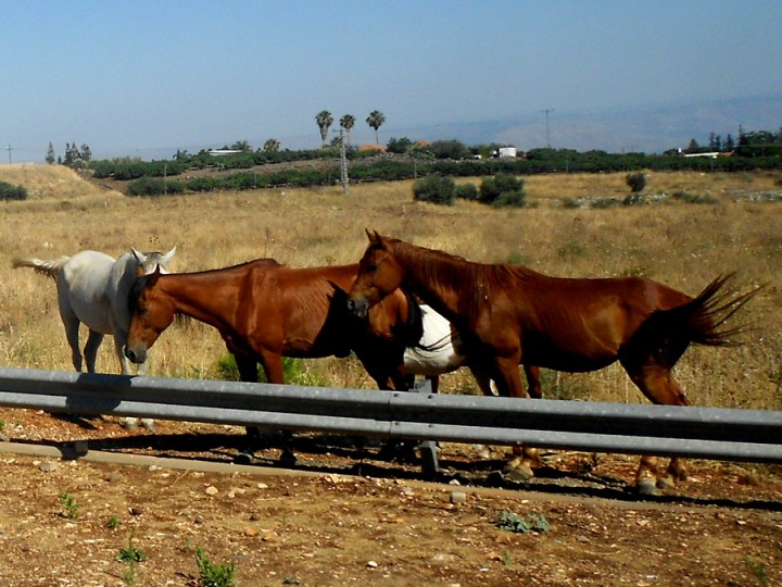 Roadside Horses