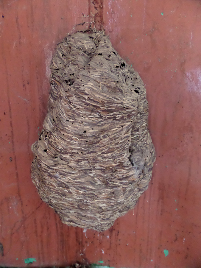 Wasps Nest